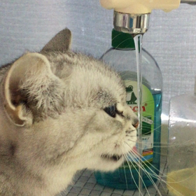 ★猫の水の飲み方の画像
