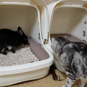 そこは猫トイレですよの画像