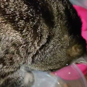 癒し動画。親バカですみませんwの画像