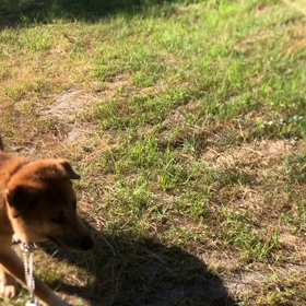 ”家康と光秀”の画像