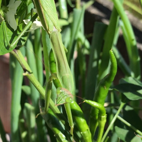 昔はラビット関根、今は香川照之の画像