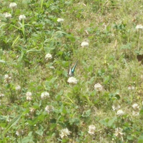 poco a poco y gran ondaの画像