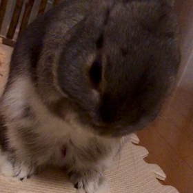 お手入れの画像