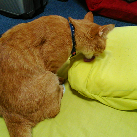 変かにゃ？の画像