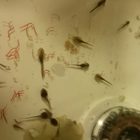 今年の幼生プールの画像