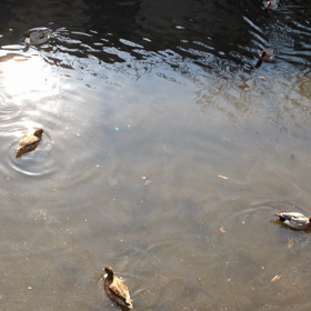 鴨は可愛いの画像