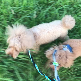 ♪お散歩動画♪代々木公園♪の画像