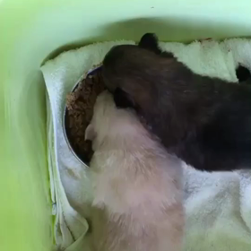 生後21日目の画像