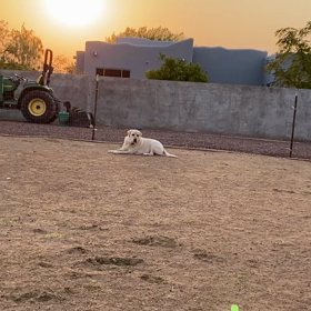 誇らしげな朝　の画像