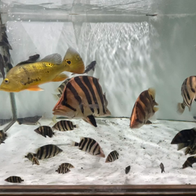 輸入魚part2！左側の水槽の画像