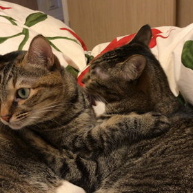 ネコ動画の画像