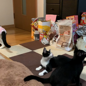 昨夜のじゃらしなお時間の画像