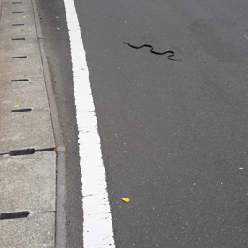 アオダイショウの画像