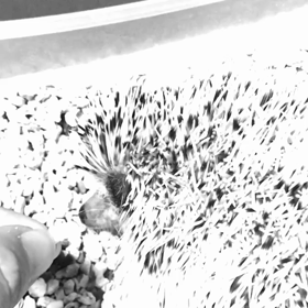 60日目ストレスフリーで再慣らしトレーニングの画像