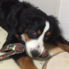 鳴るオモチャの画像