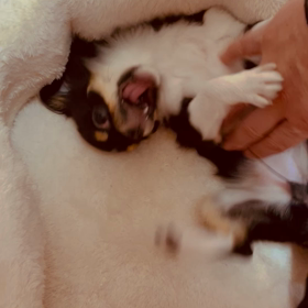 私の宝物❤️の画像