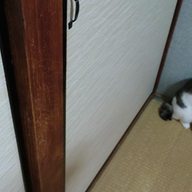 動くみゅうの画像