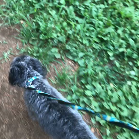 ♪お散歩動画♪代々木公園♪の画像