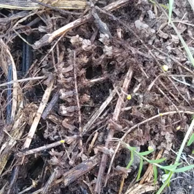 ありたちの画像