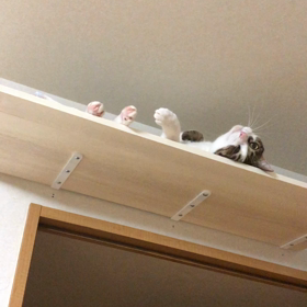 珍しく娘と話が合った！虫とお話デール。の画像