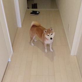 わんっっ！の画像