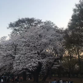 ♪お散歩動画♪代々木公園♪の画像