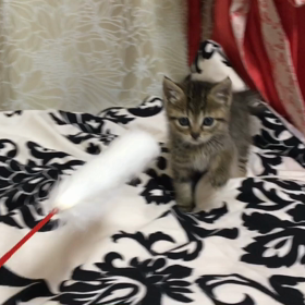 猫を飼い始めました٩(ˊᗜˋ*)وの画像