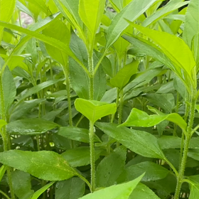 “自然と音遊び” プロジェクト vol.028！の画像