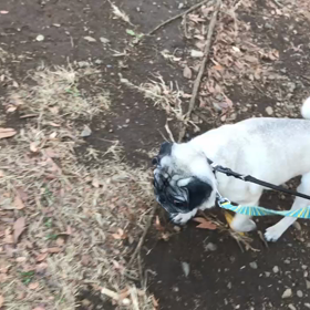 ♪お散歩動画♪代々木公園♪の画像