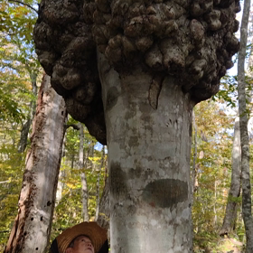 まるで妖怪⁈巨木のコブの画像