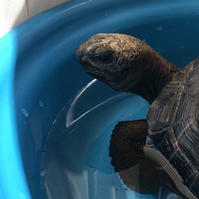 ひんやりお水で涼むゾウガメの画像