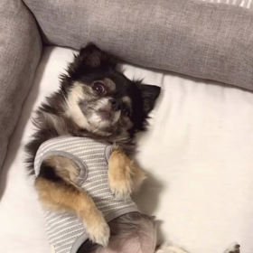 今日のチョコの画像