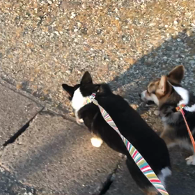 社長の御曹司“イチくん”の画像