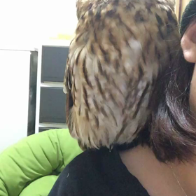 ドラフト会議の画像