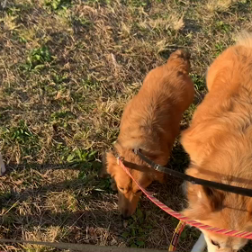 11月10日13わんこと2時間遠足　　代々木公園の画像