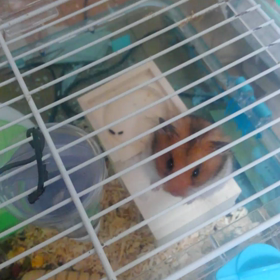 家から出たいの―の画像