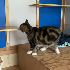 仔猫部屋の子たちの華麗なる動きをご堪能あれの画像