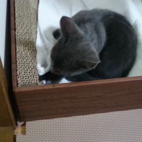 初動画！！の画像