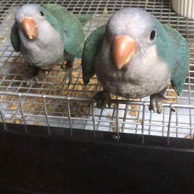 食いしん坊くんの画像