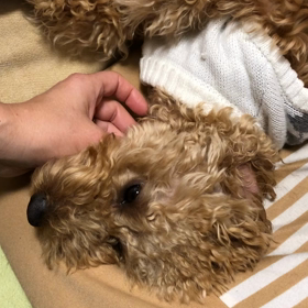 チャーミングケアモールの画像