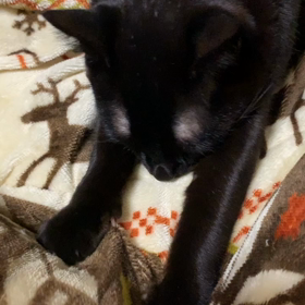 アミさんのふみふみ。の画像