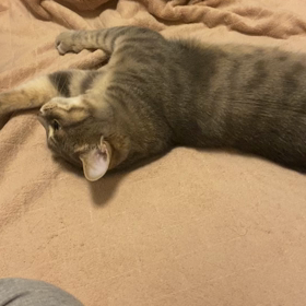 ブラッシング大好き2の画像