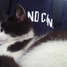 白黒ちゃん 動画の画像