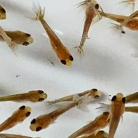 第一回選別の画像