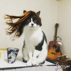 髪をなびかせる猫の画像