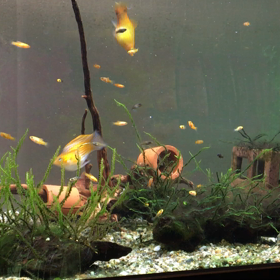 アクアリウム　仔プラティが舞う水槽の画像