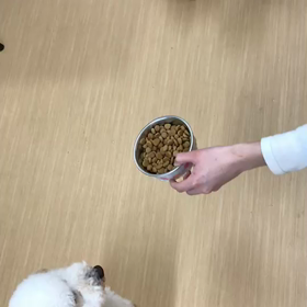 愛犬美容室 今日のベストショットの画像