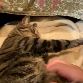 フミフミの画像