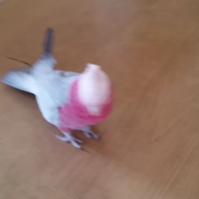 ピンクのストーカーの画像