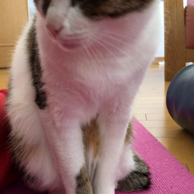 ジム休会4日目…仕事を入れて、それまでデールとストレッチ！の画像